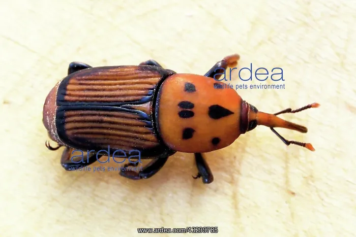 : Macro, red palm weevil (Rhynchophorus ferrugineus) : Macro, red palm weevil (Rhynchophorus ferrugineus)