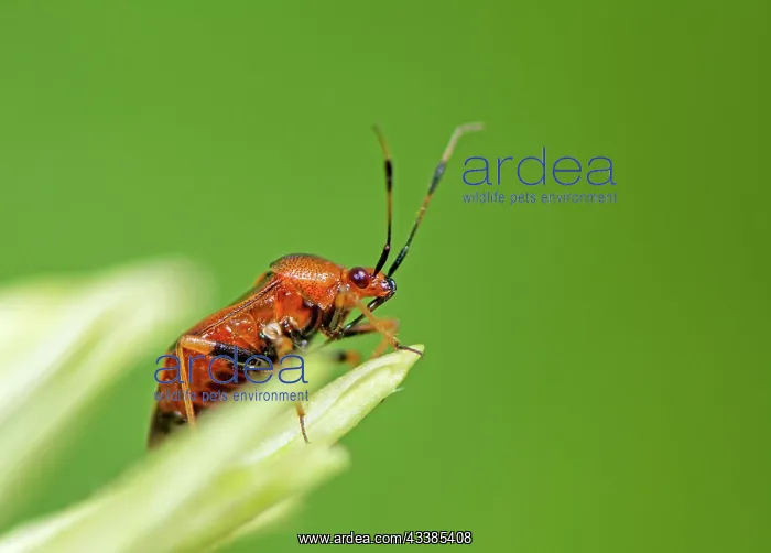 : Macro of a Red Soldier Beetle (Rhagonycha fulva) : Macro of a Red Soldier Beetle (Rhagonycha fulva)