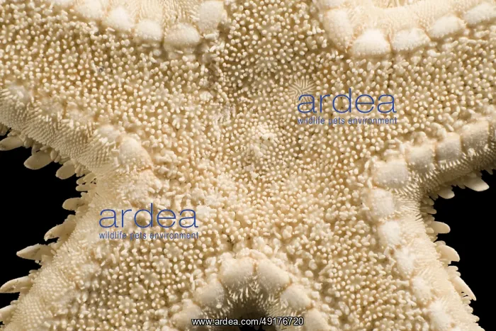 : Macro shot with light brown starfish in black back : Macro shot with light brown starfish in black back