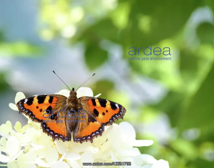 : Macro of a small tortoiseshell butterfly : Macro of a small tortoiseshell butterfly