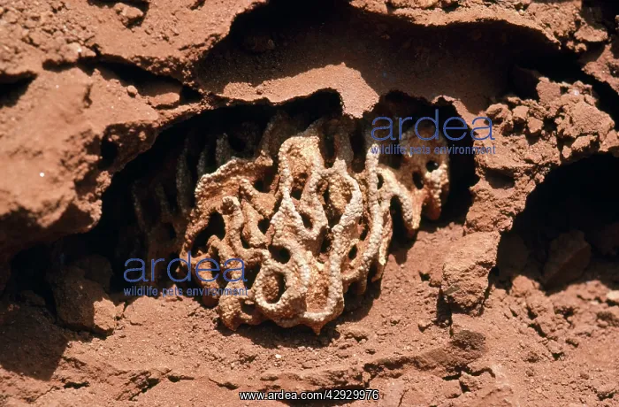 : Macro Termite - fungi garden : Macro Termite - fungi garden