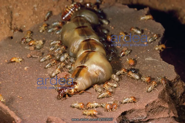 : Macro Termite Queen : Macro Termite Queen