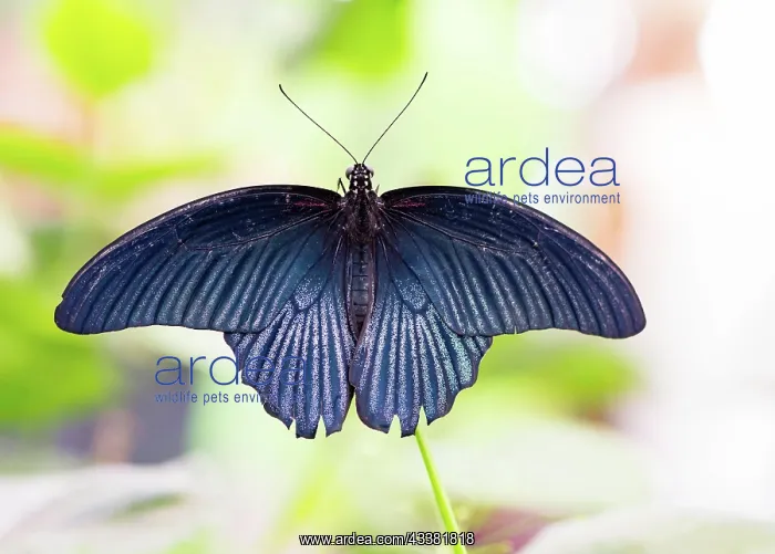 : Macro of a tropical Great Mormon (Papilio Memnon) butterfly : Macro of a tropical Great Mormon (Papilio Memnon) butterfly