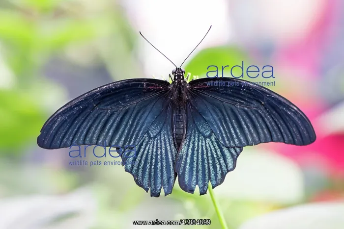 : Macro of a tropical Great Mormon (Papilio Memnon) butterfly : Macro of a tropical Great Mormon (Papilio Memnon) butterfly
