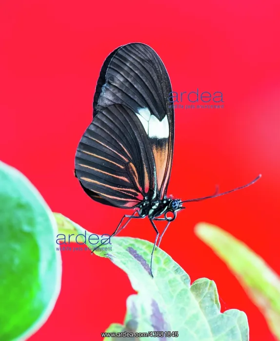 : Macro of a Tropical Passion-vine butterfly : Macro of a Tropical Passion-vine butterfly