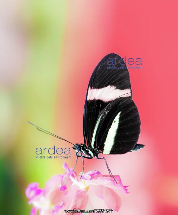 : Macro of a Tropical Passion-vine butterfly : Macro of a Tropical Passion-vine butterfly