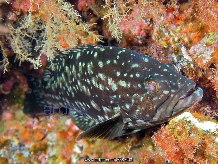 : Macronese grouper (Mycteroperca fusca). Dive site : Macronese grouper (Mycteroperca fusca). Dive site