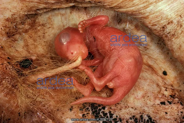 : Macropod reproduction - 4-5 week old joey in pouch : Macropod reproduction - 4-5 week old joey in pouch