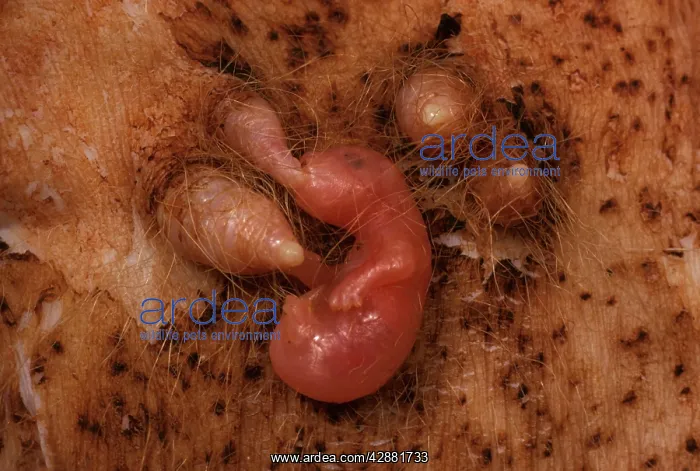 : Macropod reproduction - kangaroo joey 2 to 3 days : Macropod reproduction - kangaroo joey 2 to 3 days