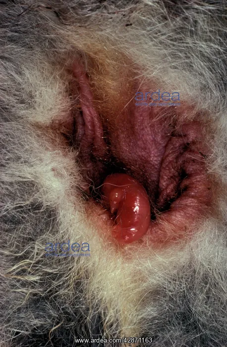 : Macropod reproduction - newborn entering the pouch : Macropod reproduction - newborn entering the pouch