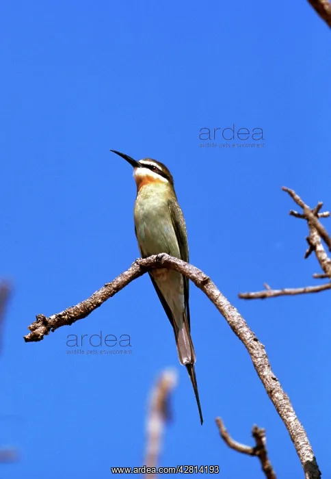 : MADAGASCAN BEE-EATER : MADAGASCAN BEE-EATER