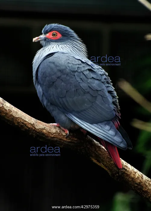 : Madagascan Blue Pigeon : Madagascan Blue Pigeon