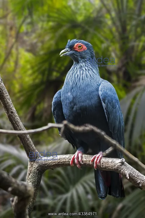 : Madagascan blue pigeon (Alectroenas madagascariensis) ( : Madagascan blue pigeon (Alectroenas madagascariensis) (