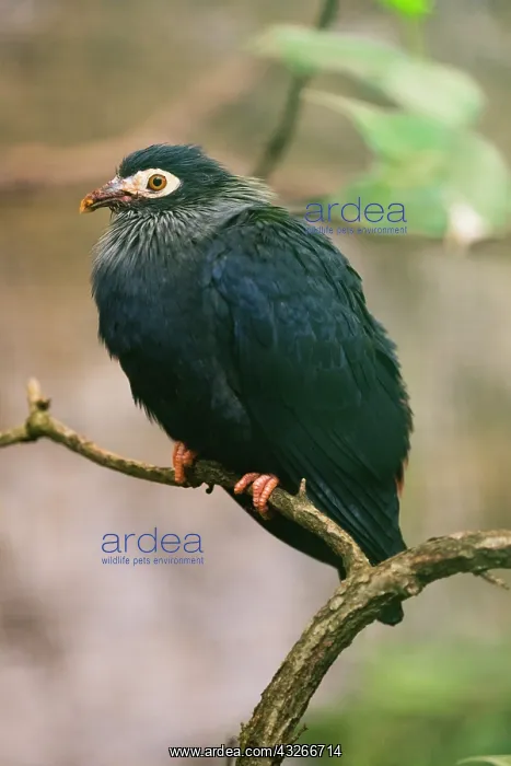 : Madagascan blue pigeon, perched on branch, captive : Madagascan blue pigeon, perched on branch, captive