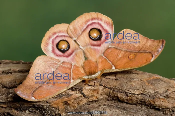  : Madagascan Bulls Eye Silkmoth