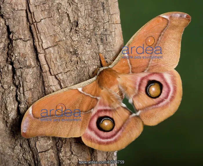 : Madagascan Bulls Eye Silkmoth : Madagascan Bulls Eye Silkmoth