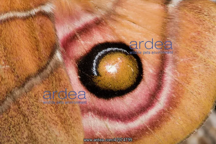 : Madagascan Bulls Eye Silkmoth : Madagascan Bulls Eye Silkmoth