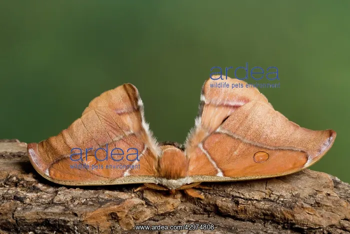 : Madagascan Bulls Eye Silkmoth : Madagascan Bulls Eye Silkmoth