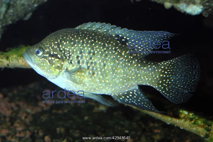 : Madagascan Cichlid : Madagascan Cichlid