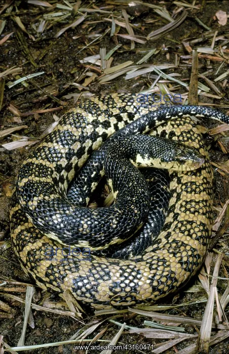 : Madagascan hog-nosed snake : Madagascan hog-nosed snake