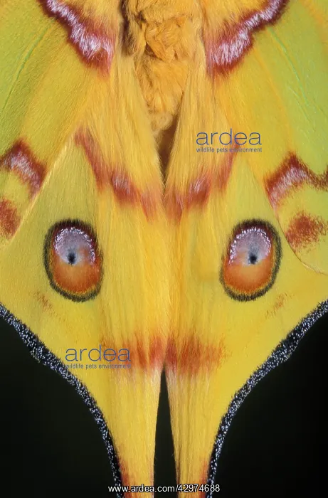  : Madagascan Moon Moth  /  Comet Moth - detail of the wings