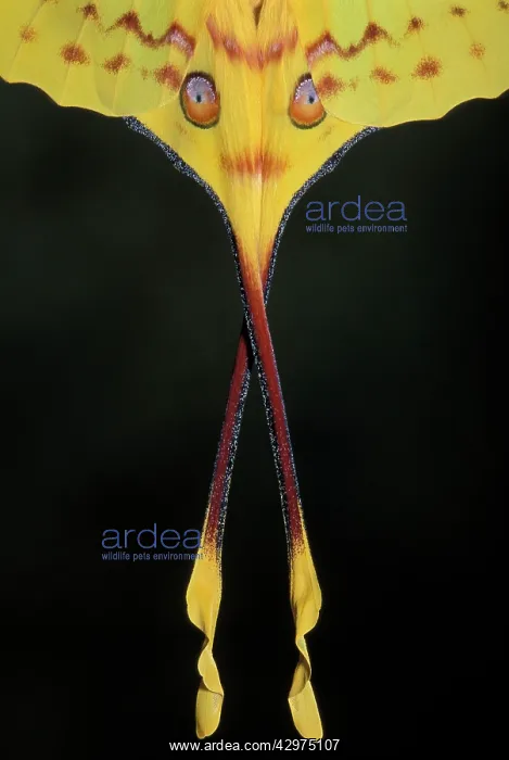: Madagascan Moon Moth / Comet Moth - detail of the wings : Madagascan Moon Moth / Comet Moth - detail of the wings