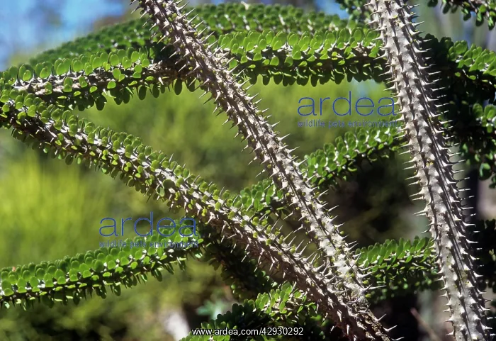 : Madagascan Ocotillo - Detail of branches : Madagascan Ocotillo - Detail of branches