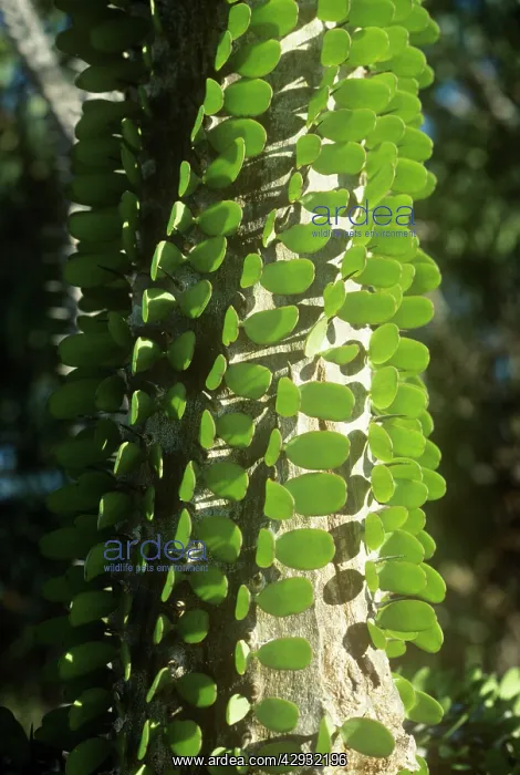 : Madagascan Ocotillo - Close up of trunk detail : Madagascan Ocotillo - Close up of trunk detail