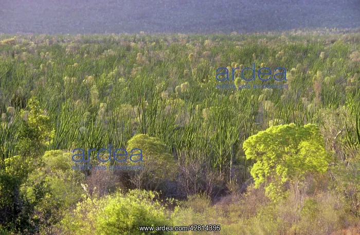 : Madagascan Ocotillo - forest - habitat : Madagascan Ocotillo - forest - habitat