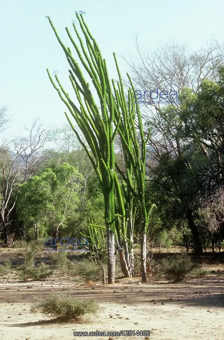 : Madagascan Ocotillo - mature : Madagascan Ocotillo - mature