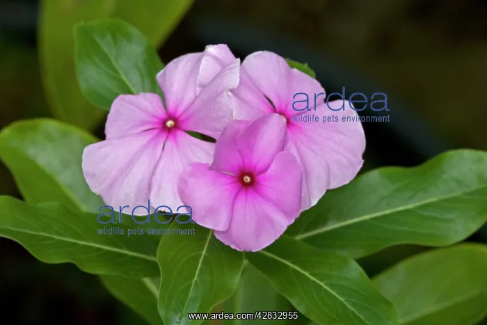 : Madagascan Periwinkle : Madagascan Periwinkle