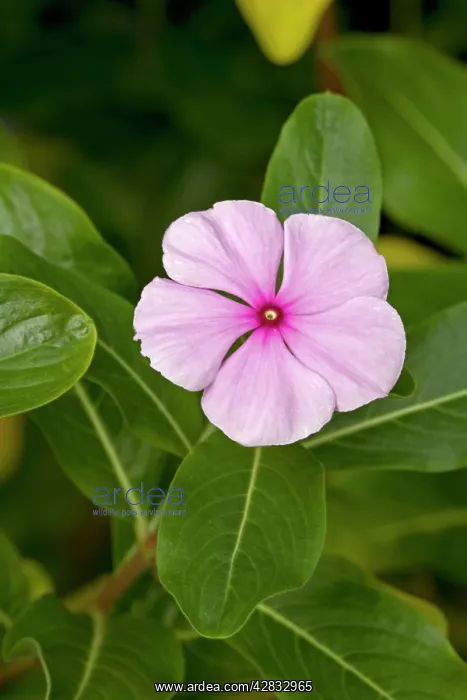 : Madagascan Periwinkle : Madagascan Periwinkle