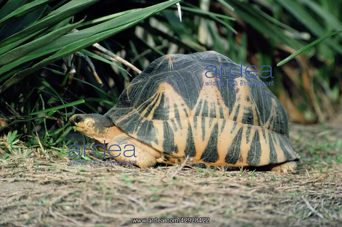 : Madagascan Radiated Tortoise - eating leafS : Madagascan Radiated Tortoise - eating leafS