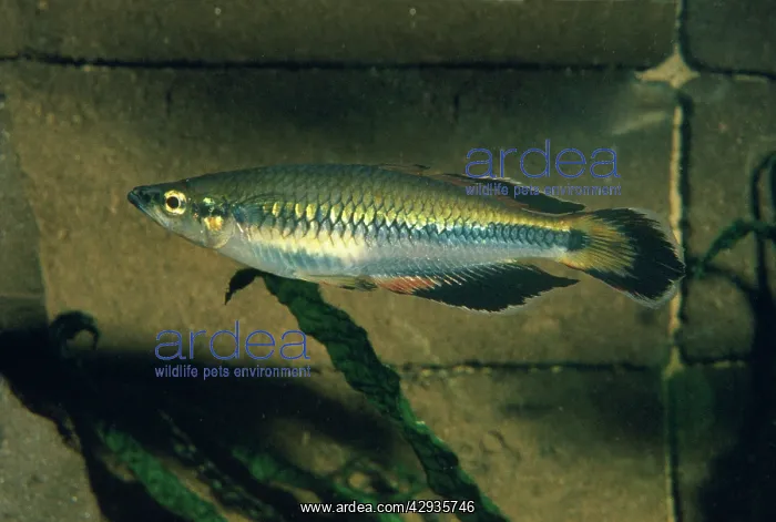 : Madagascan Rainbow Fish : Madagascan Rainbow Fish