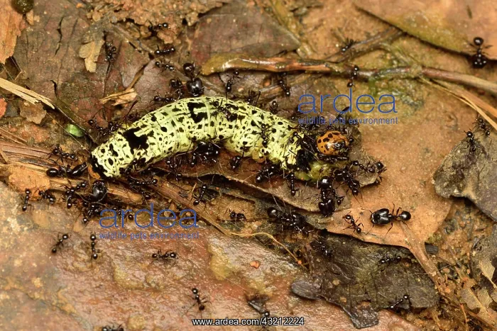 : Madagascan sunset moth (Chrysiridia rhipheus) caterpillar : Madagascan sunset moth (Chrysiridia rhipheus) caterpillar