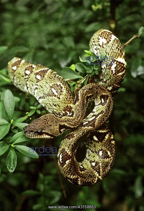 : Madagascan Tree Boa : Madagascan Tree Boa