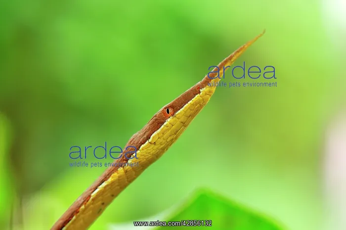 : Madagascan Twig-nosed Snake / Spear-nosed Snake - male : Madagascan Twig-nosed Snake / Spear-nosed Snake - male