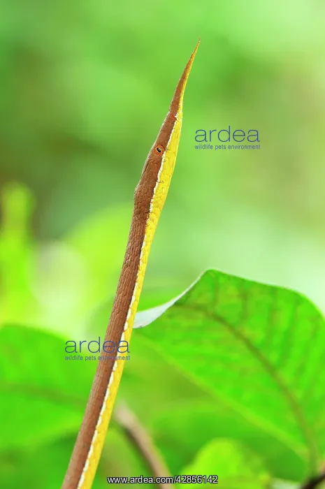 : Madagascan Twig-nosed Snake / Spear-nosed Snake - male : Madagascan Twig-nosed Snake / Spear-nosed Snake - male
