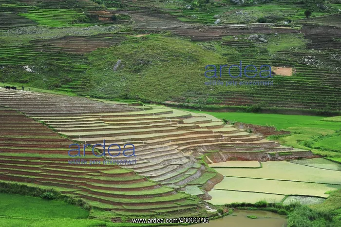 : Madagascar, Ambalavao, spectacular green : Madagascar, Ambalavao, spectacular green