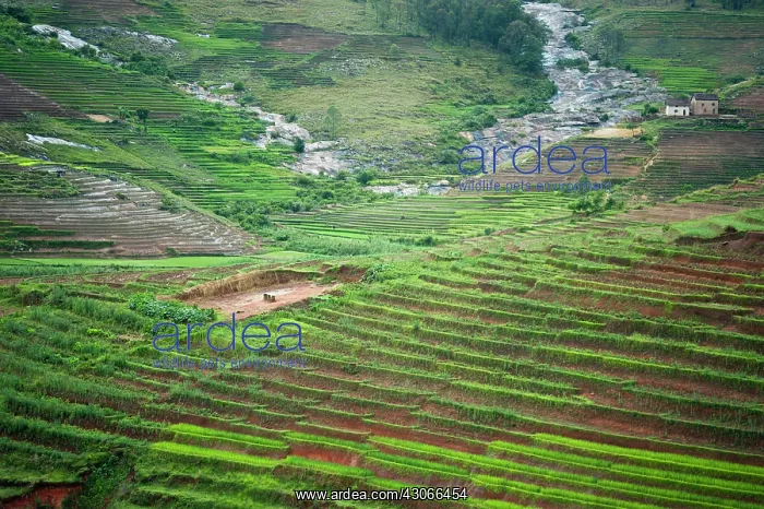 : Madagascar, Ambalavao, spectacular green : Madagascar, Ambalavao, spectacular green