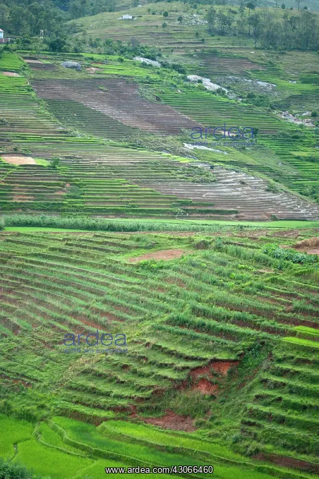 : Madagascar, Ambalavao, spectacular green : Madagascar, Ambalavao, spectacular green