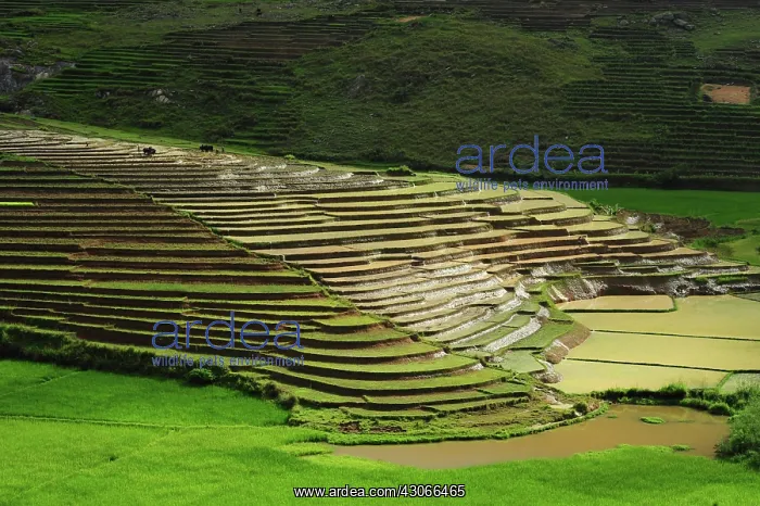 : Madagascar, Ambalavao, spectacular green : Madagascar, Ambalavao, spectacular green