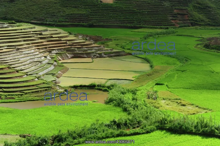 : Madagascar, Ambalavao, spectacular green : Madagascar, Ambalavao, spectacular green
