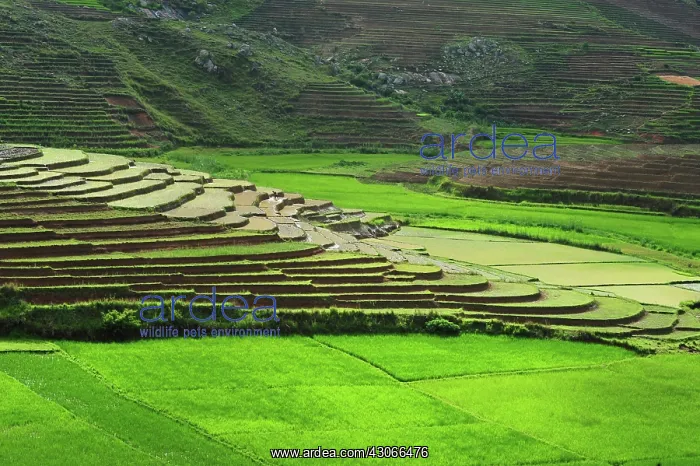 : Madagascar, Ambalavao, spectacular green : Madagascar, Ambalavao, spectacular green