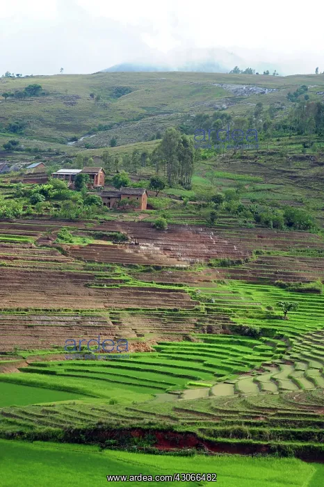 : Madagascar, Ambalavao, spectacular green : Madagascar, Ambalavao, spectacular green