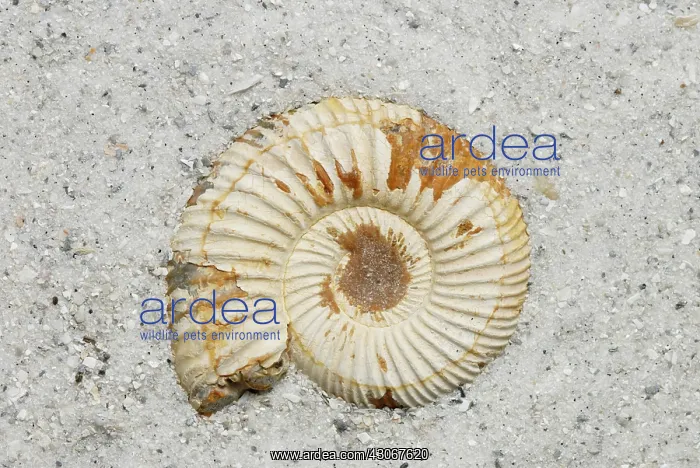  : Madagascar Ammonite