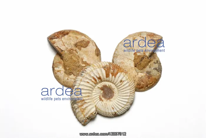 : Madagascar Ammonites : Madagascar Ammonites
