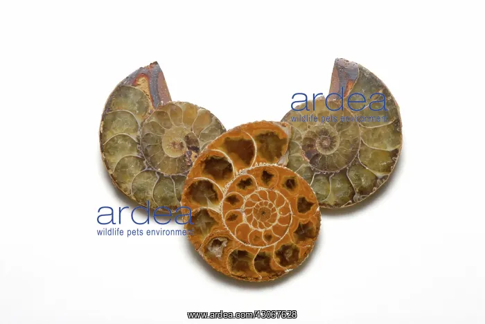 : Madagascar Ammonites : Madagascar Ammonites