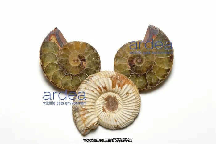 : Madagascar Ammonites : Madagascar Ammonites
