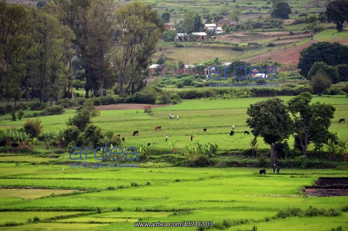 : Madagascar, Ampefy, local people working : Madagascar, Ampefy, local people working